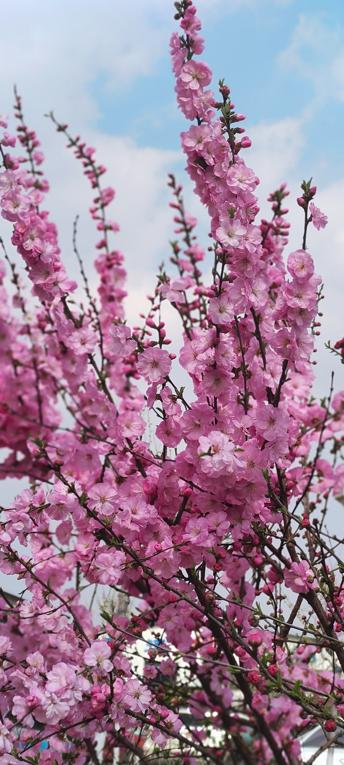 花儿与我