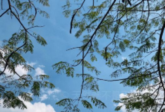 Souphailin's Restaurant美食图片