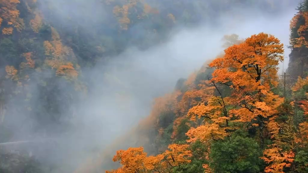 光雾红叶🍁