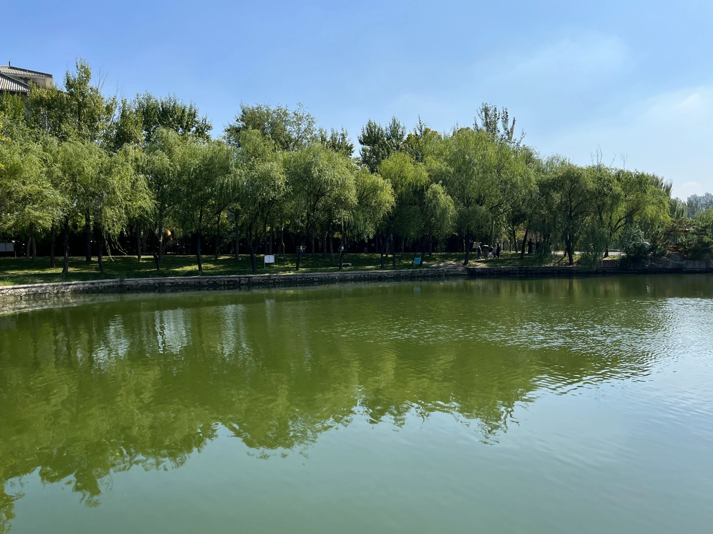 山东济南黄河故道森林公园&德百温泉，来夏津感受美景和古文化！