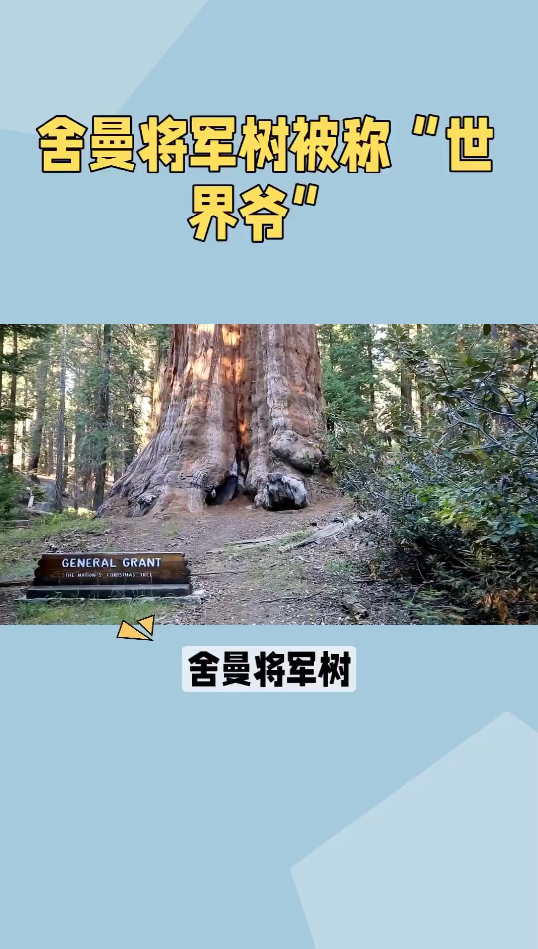 舍曼将军树：最大的单株生物，千年历史的见证