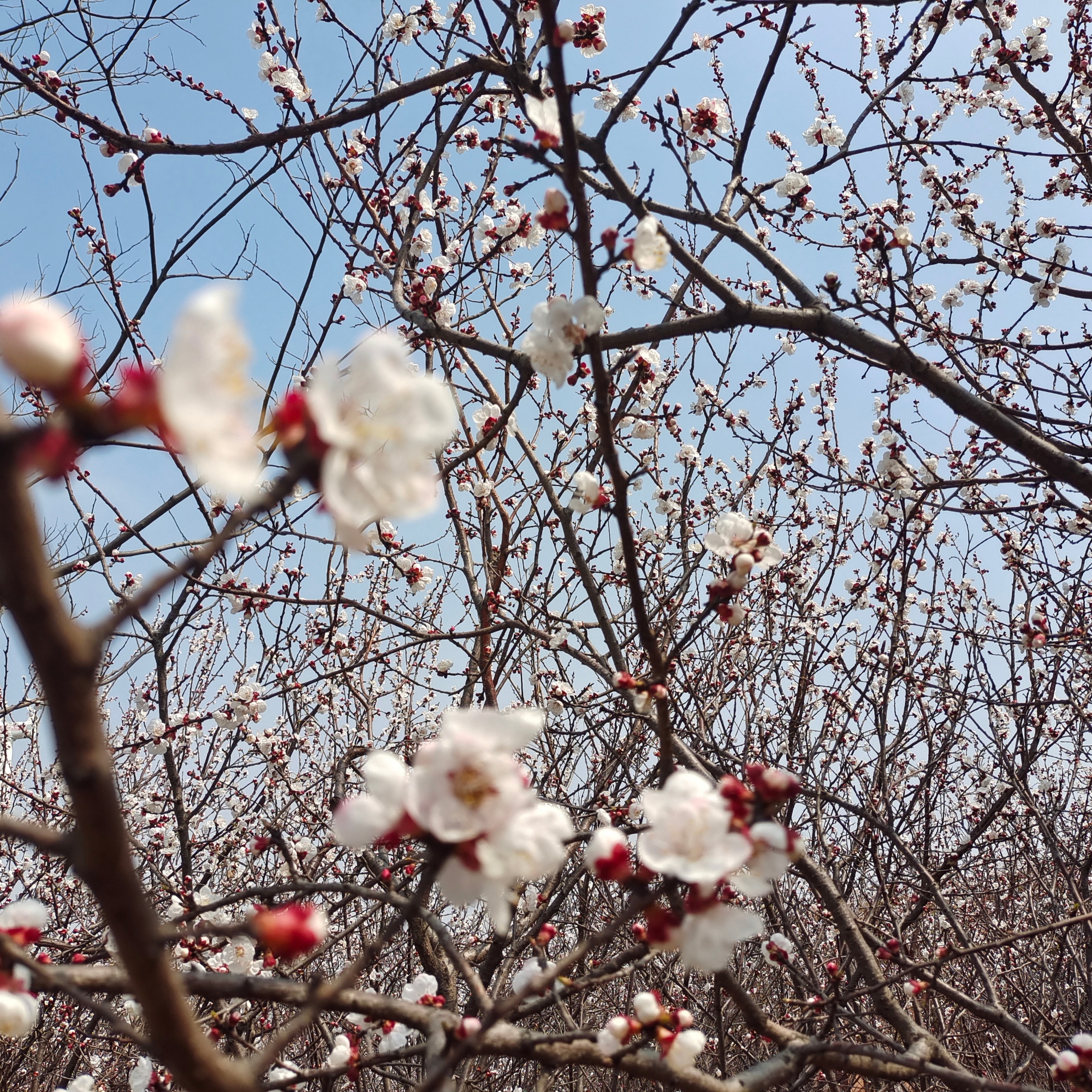 杏花红，梨花白，梅花朵朵沁鼻香，又是一年踏春时，走出家门，处处都是好风景，活在当下，不负春光，愿所有