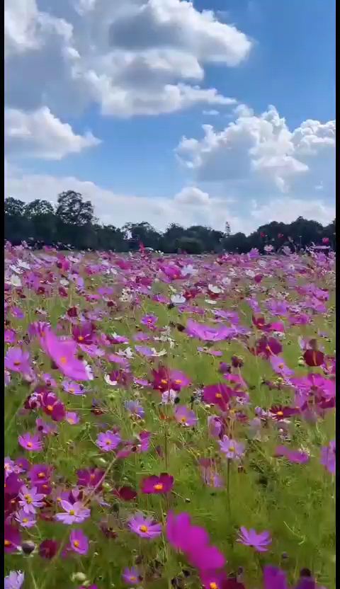 蓝天白云下的野花
