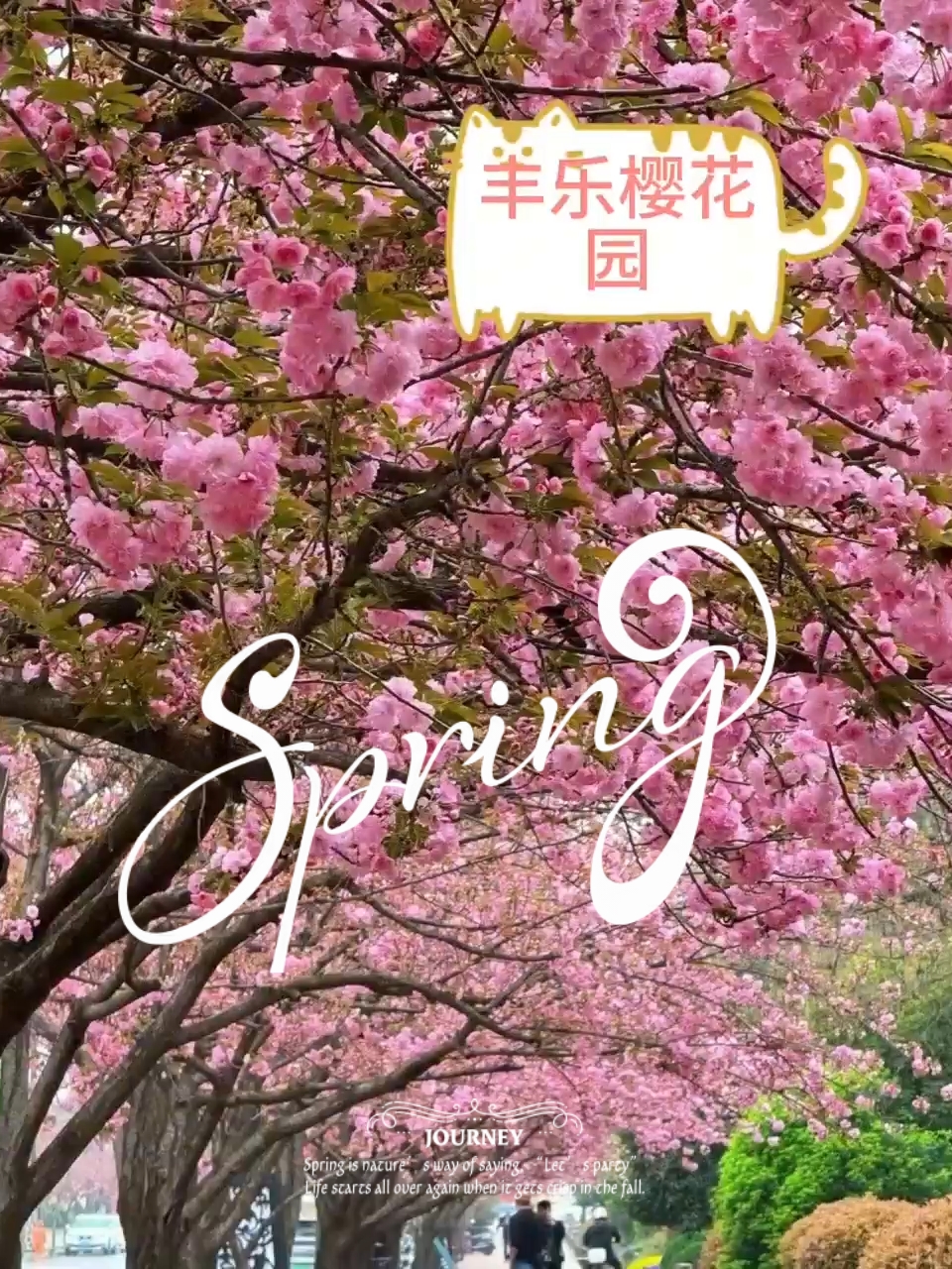 🌸#郑州丰乐樱花园#🌸 樱花如云似雪，美哭了！😍