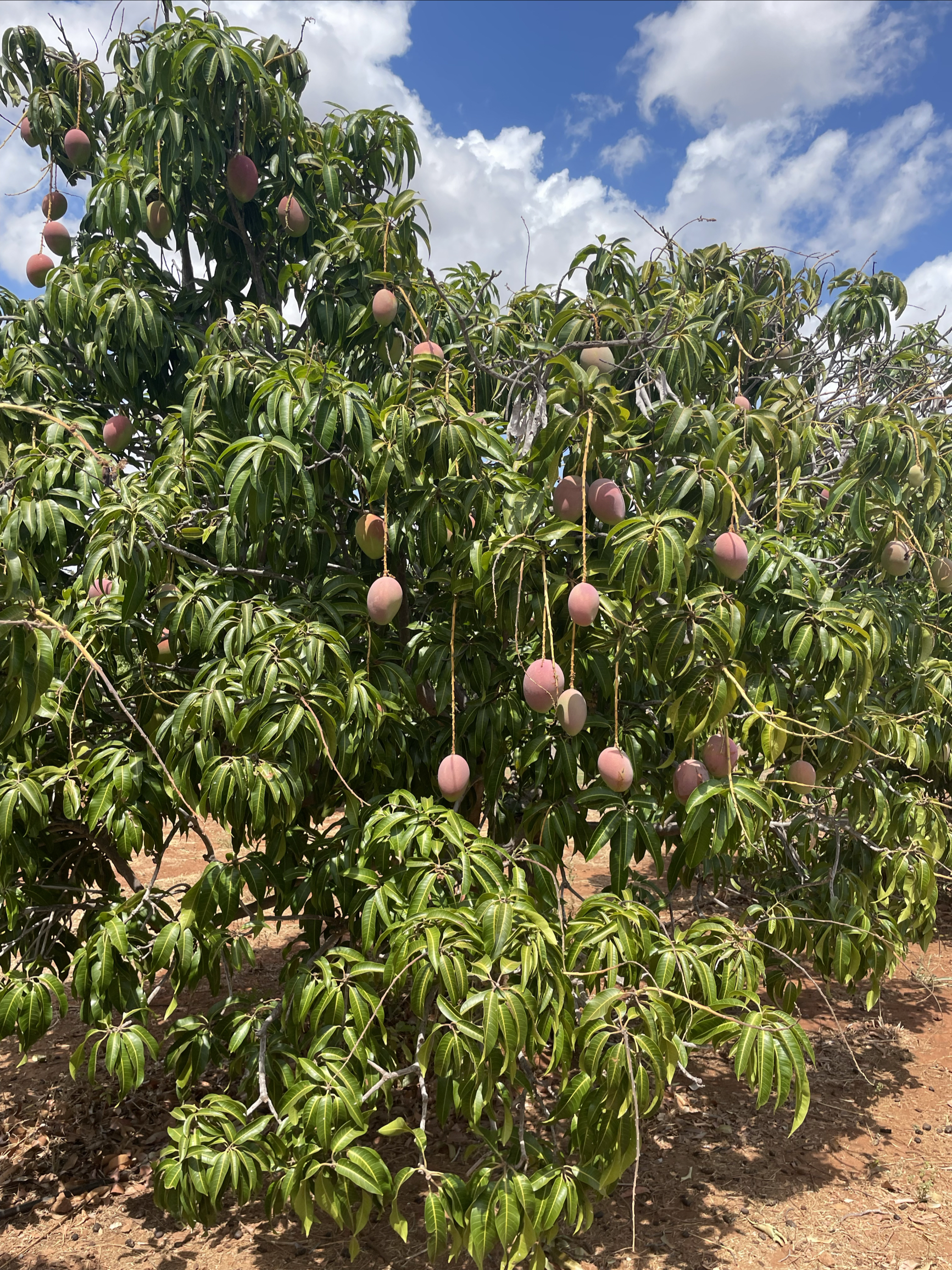 我家后院的芒果