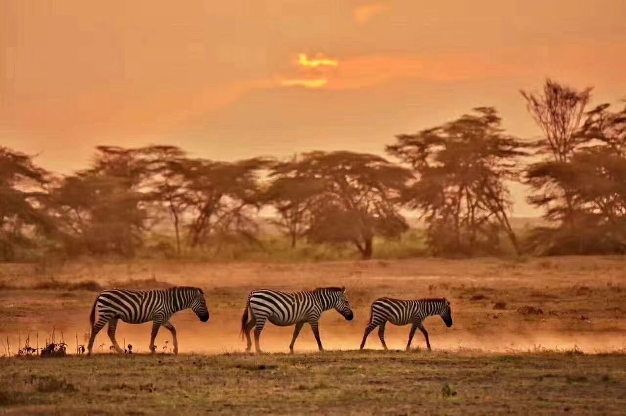 📍 非洲·Kenya 🇰🇪💙