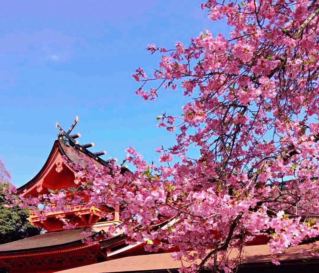 日本樱花2024预测，旅行只为一场花事…