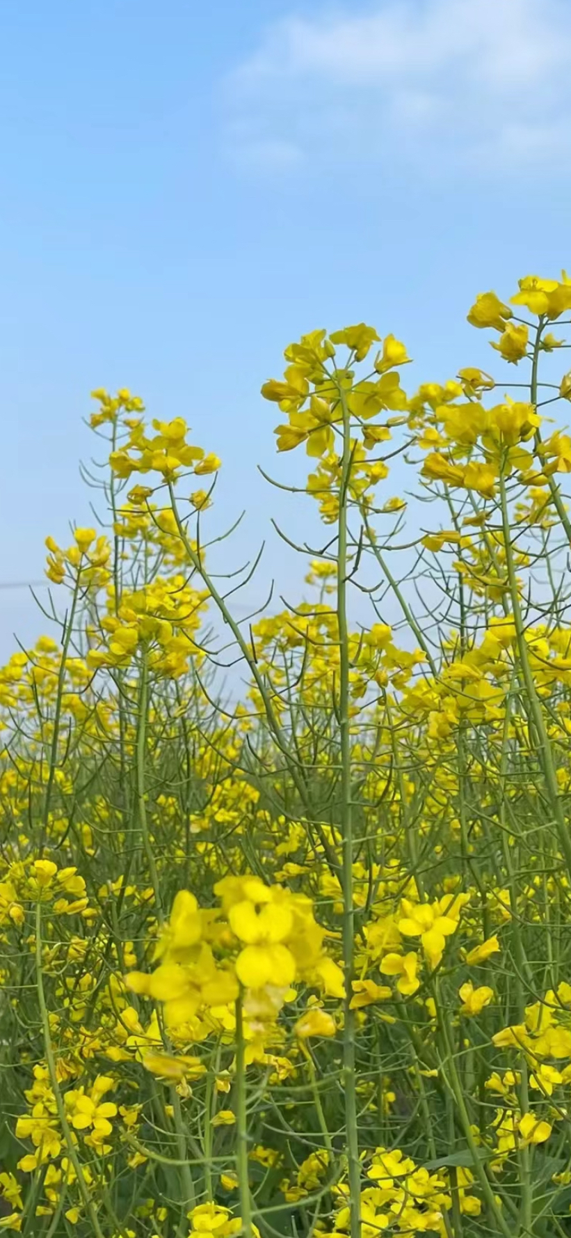 春游/春天要去野餐喔～🌸