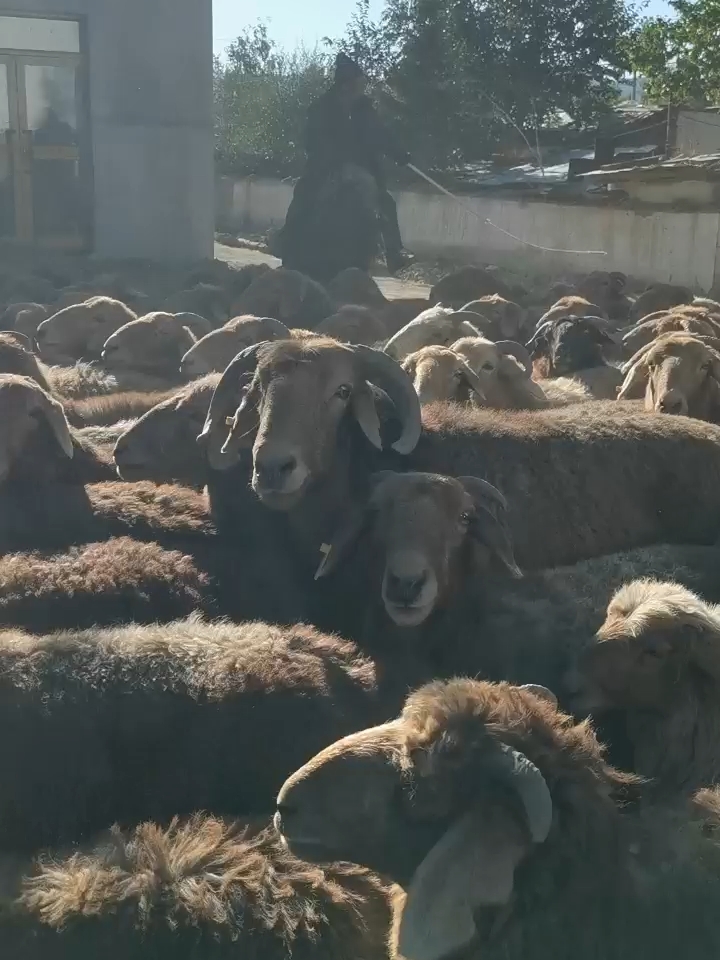 自驾游新疆，在去往可可托海的路上，有幸见到牧羊人赶着成群的牛羊在转场，被那超多的羊群市震撼了。可可托