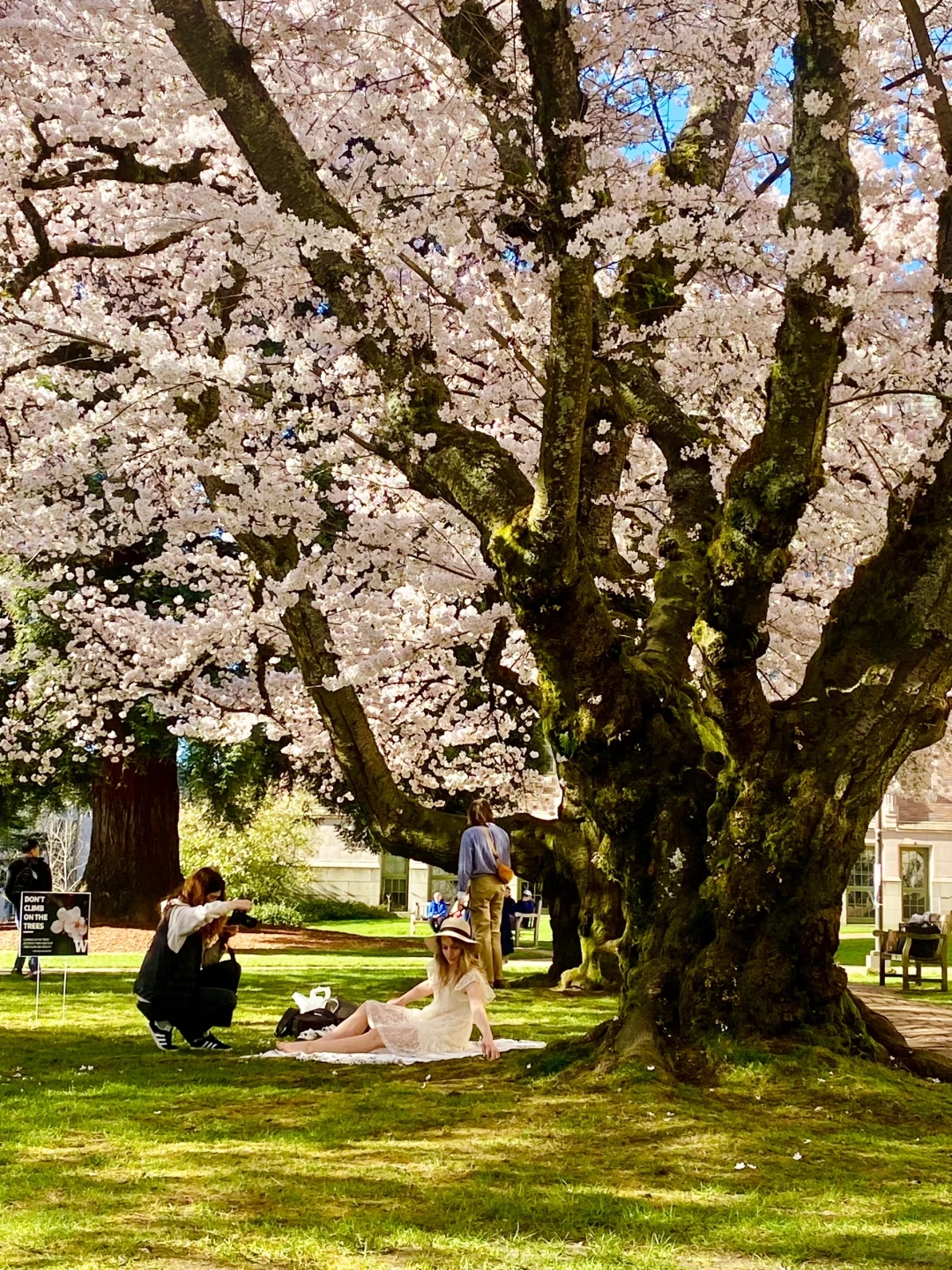 华盛顿大学的樱花树🌸真的是美呆了