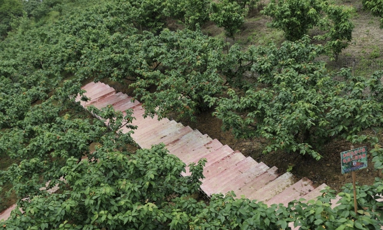 重庆璧山樱桃谷