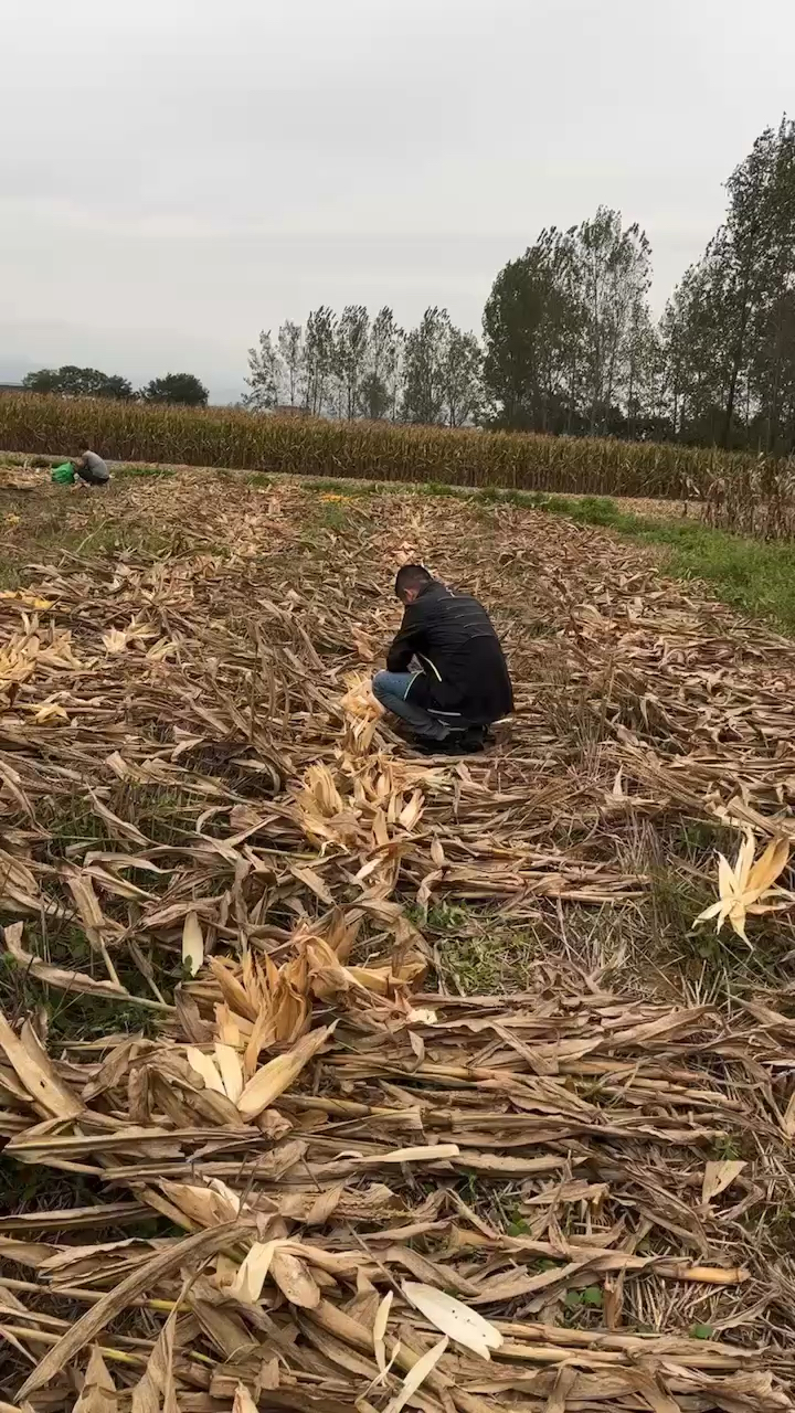 地里掰玉米🌽