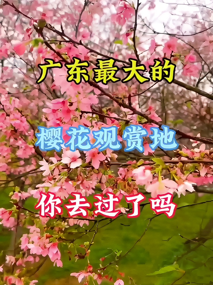 广东最大的樱花观赏地