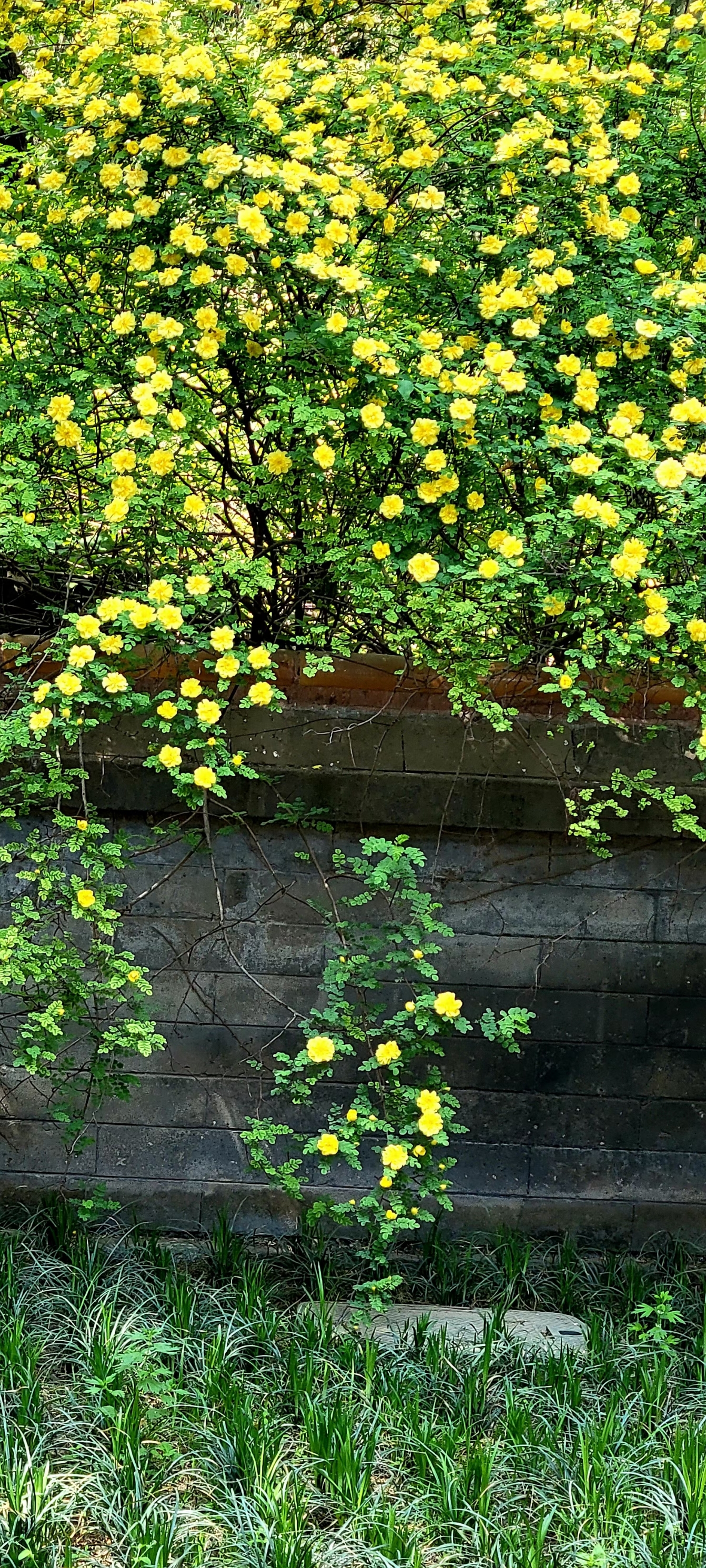 黄刺玫的春天