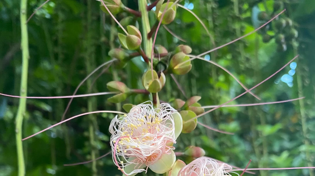 棋盘脚花