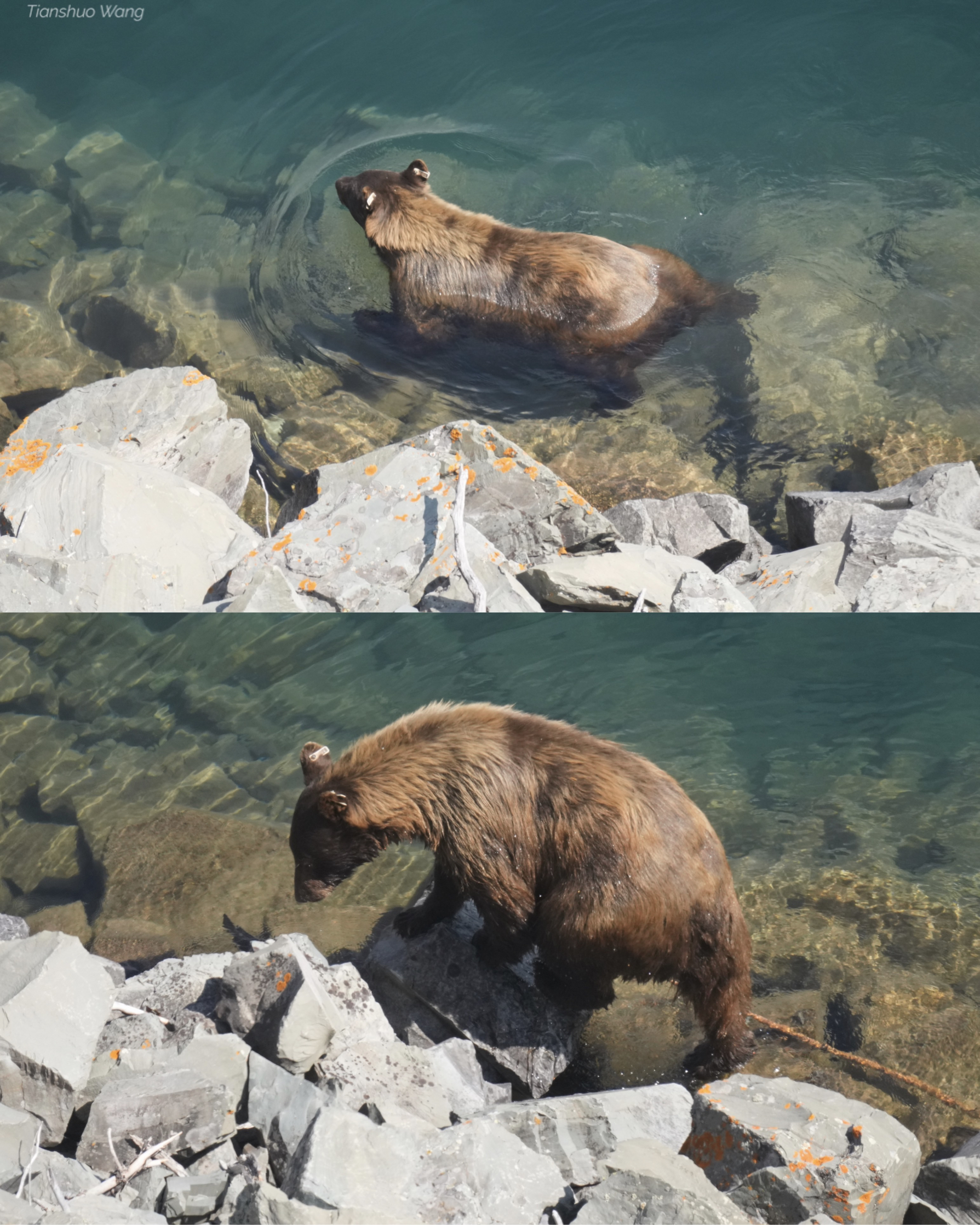 在冰川国家公园多次偶遇北美灰熊和美洲黑熊