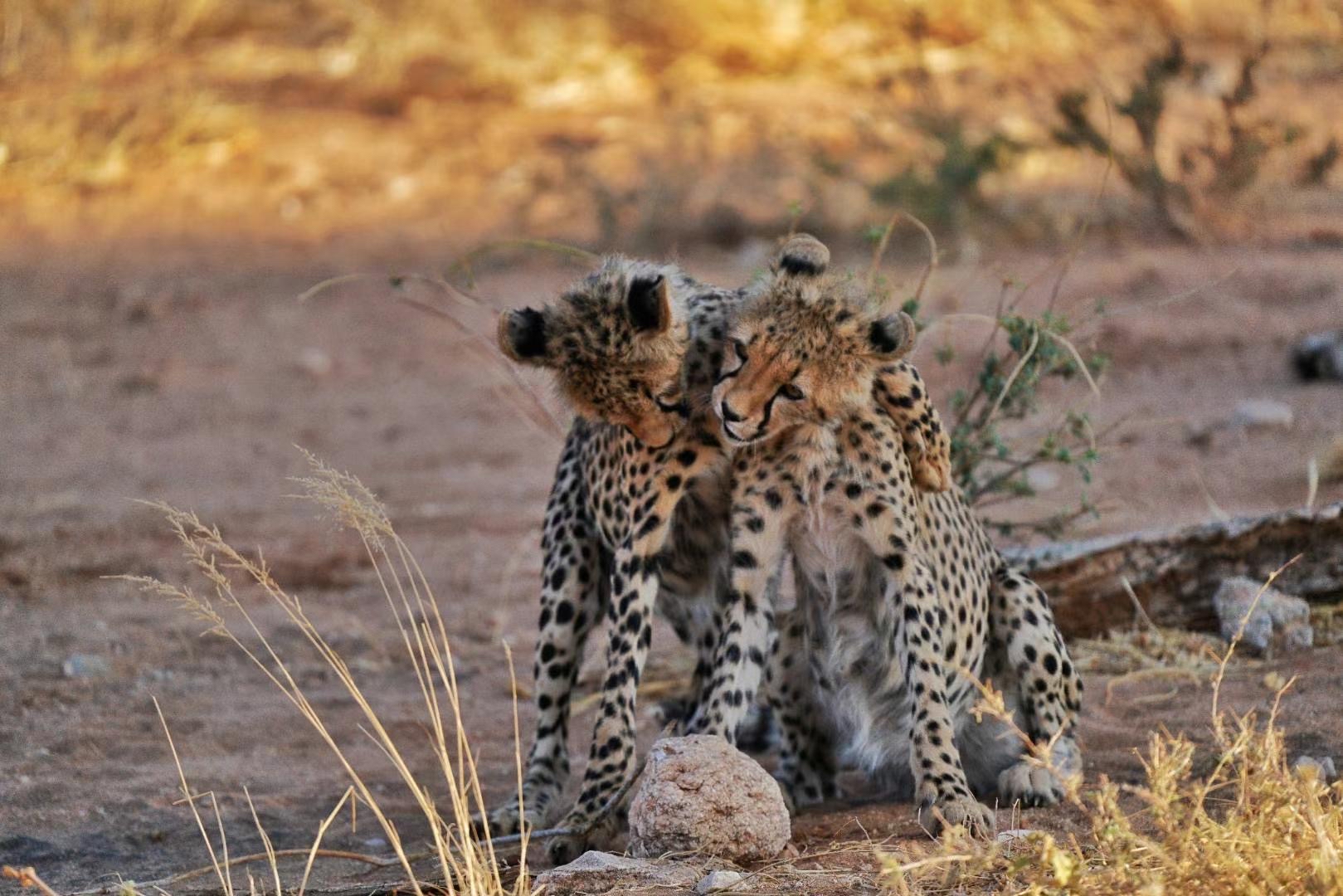 📍此刻·非洲·桑布鲁国家公园·猎豹🐆