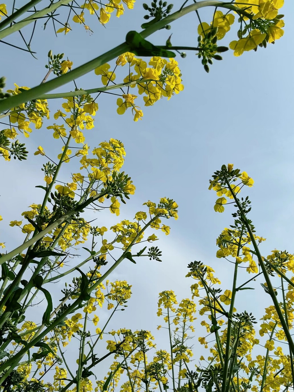 #油菜花开拉满春日氛围感 #云南昆明