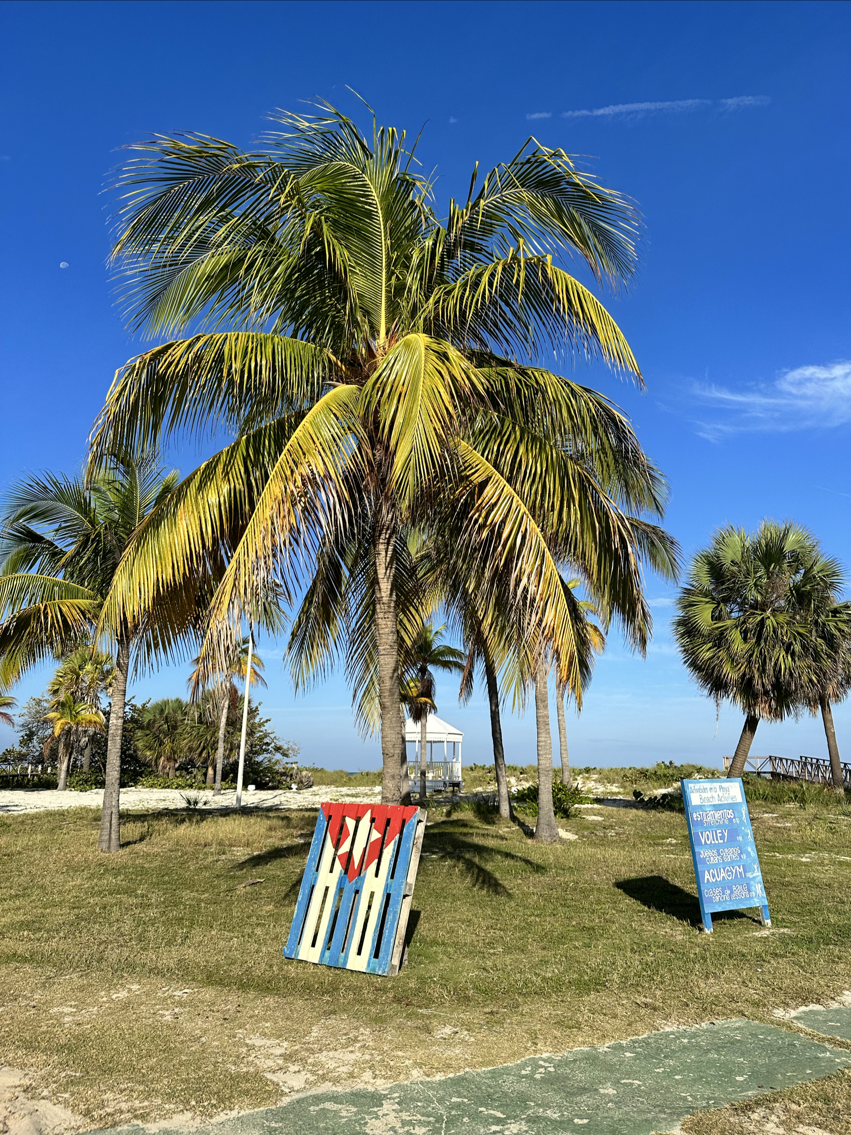 椰树🌴