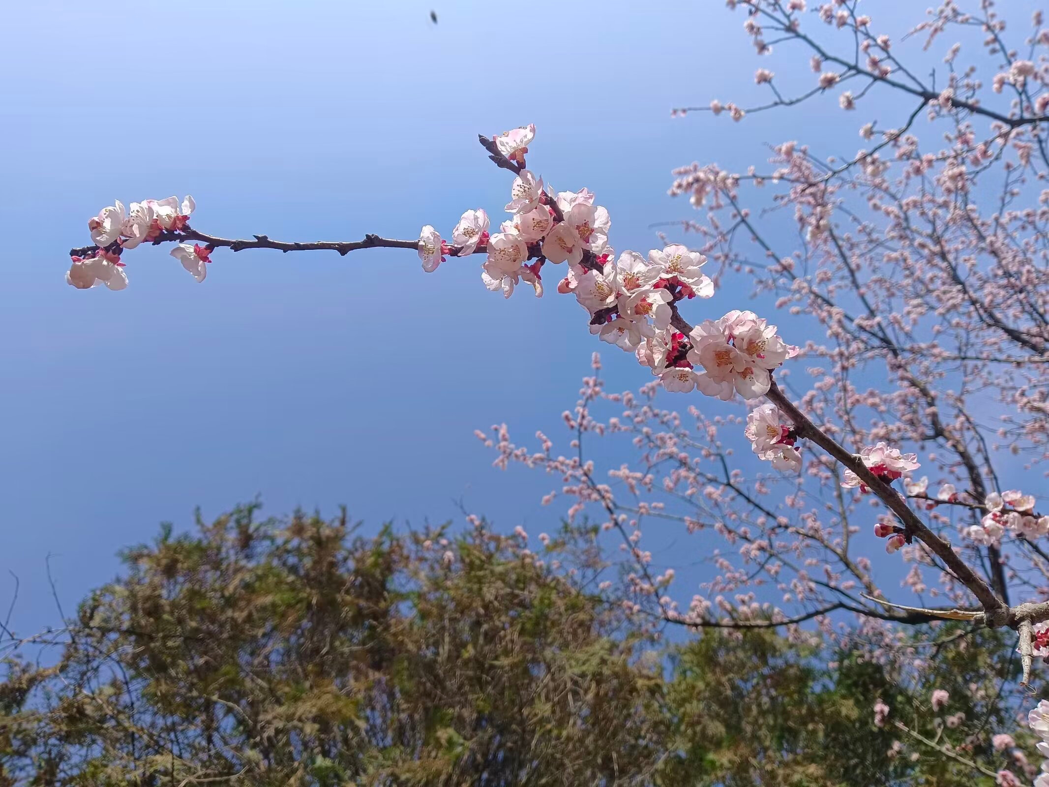 桃花岛主