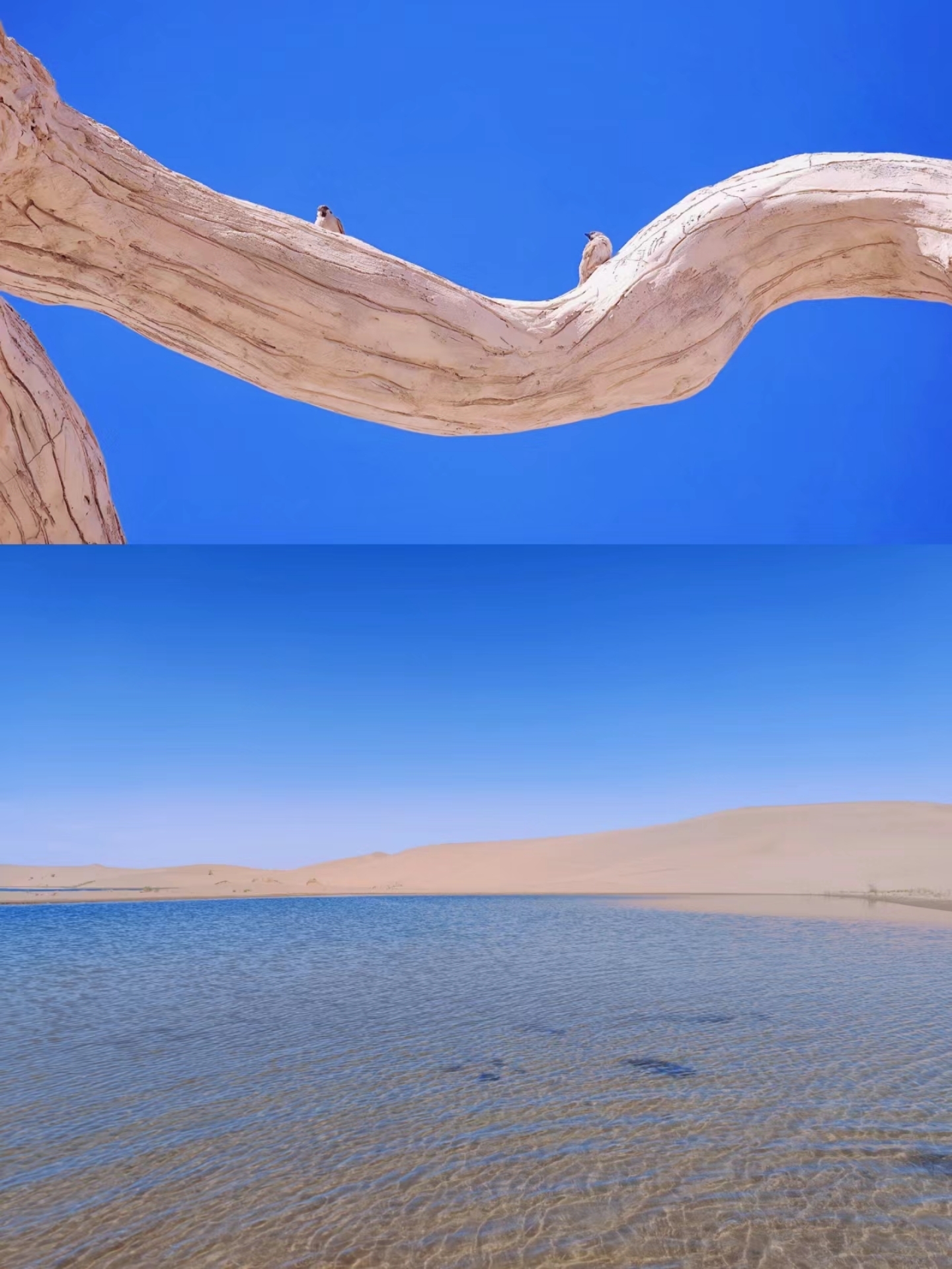 沙漠湖光山色的旅游奇遇——乌海
