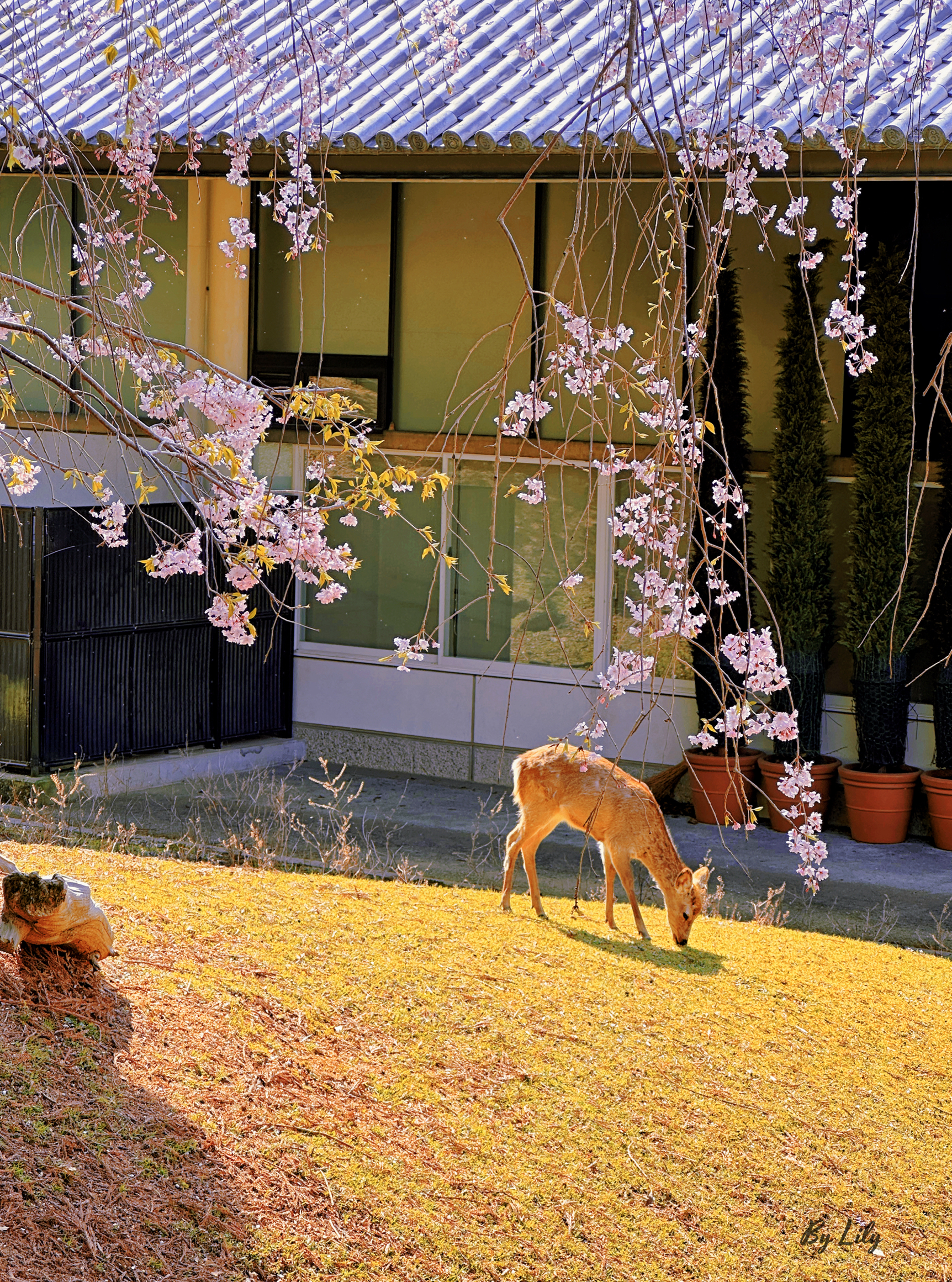 日本🇯🇵奈良公园｜赏樱🌸喂鹿🦌