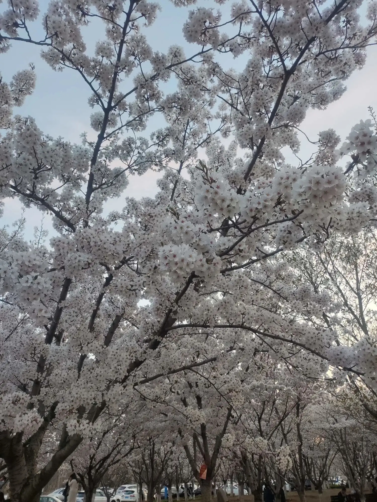 樱花如雪