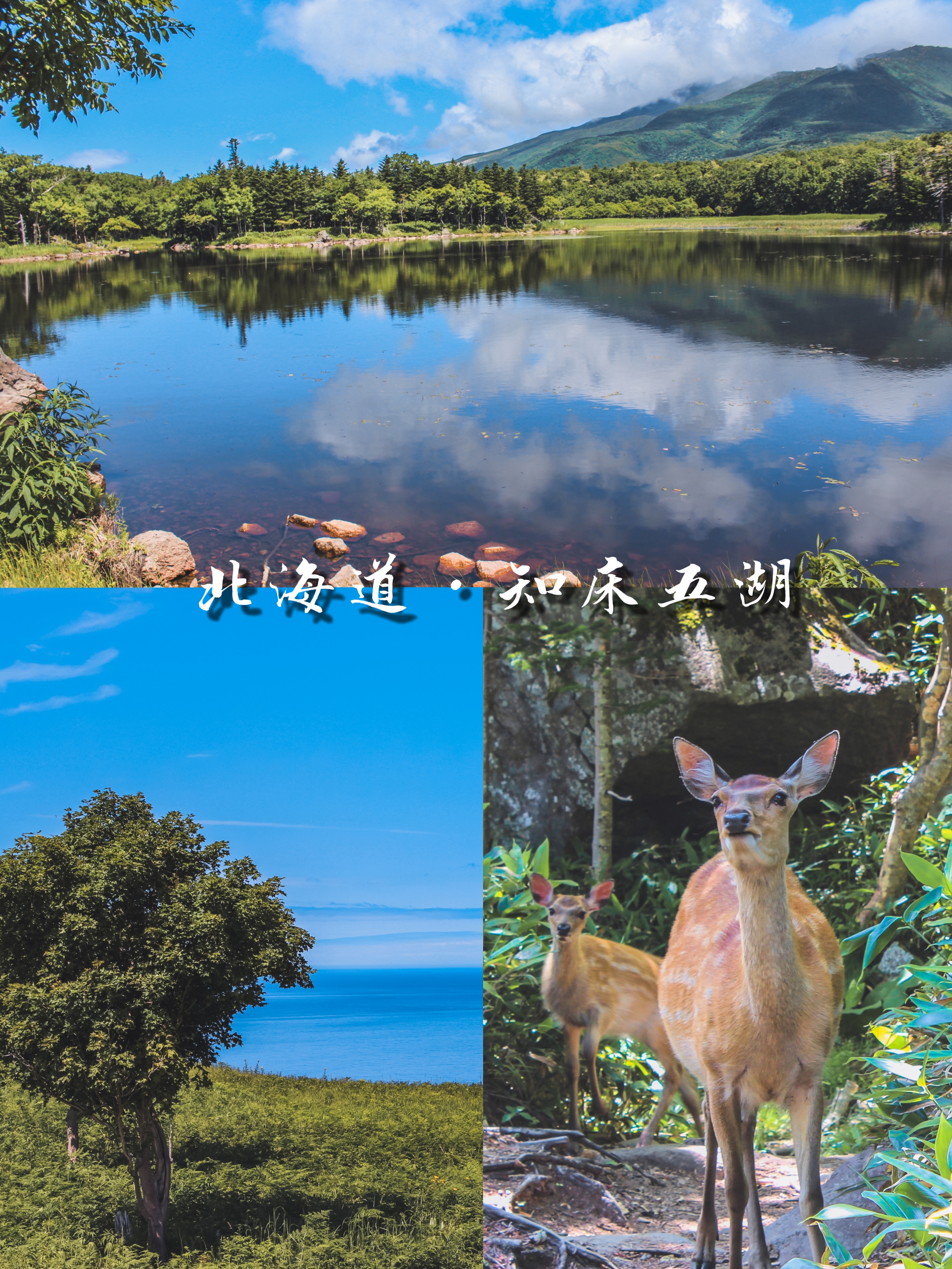 北海道世界自然文化保护遗产：知床五湖！
