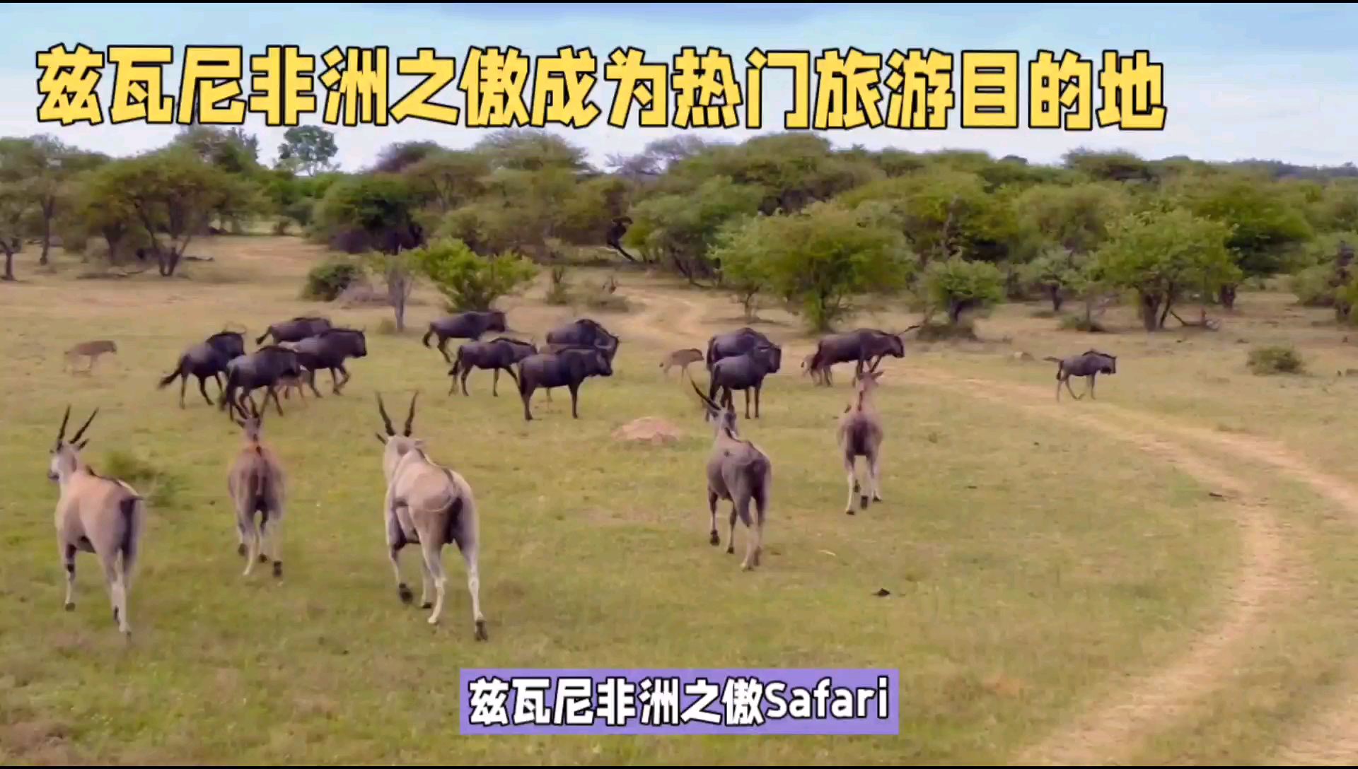 兹瓦尼非洲之傲（Safari Africa）是指非洲大陆上的野生动物保护区和国家公园，这些地区通常拥