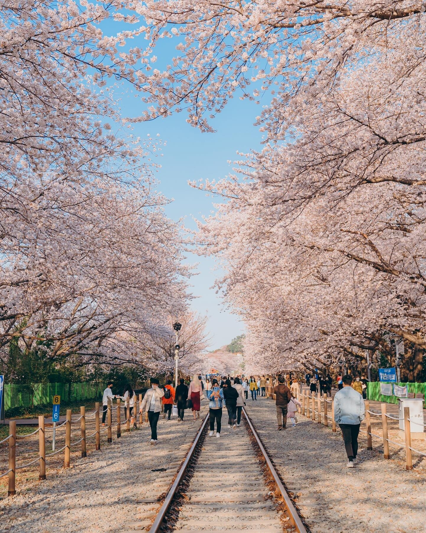 🌸韩国·镇海军港节樱花节🌸