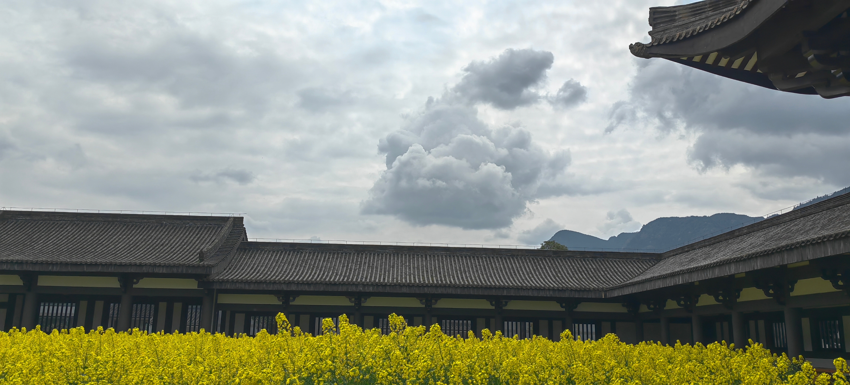 开满油菜花的寺院#柳江光明寺