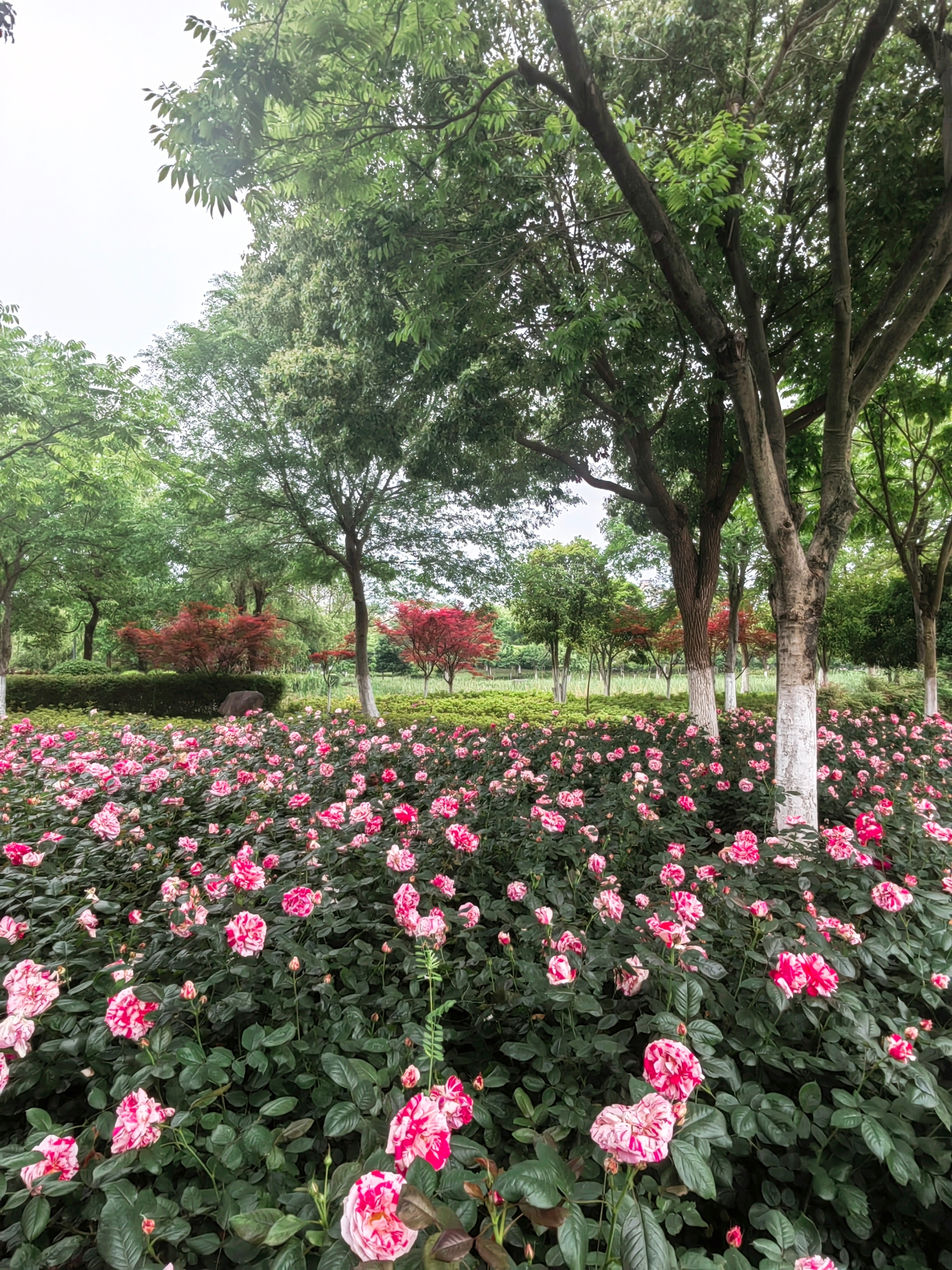 东阳歌山画水公园，月季竞放，各有芬芳