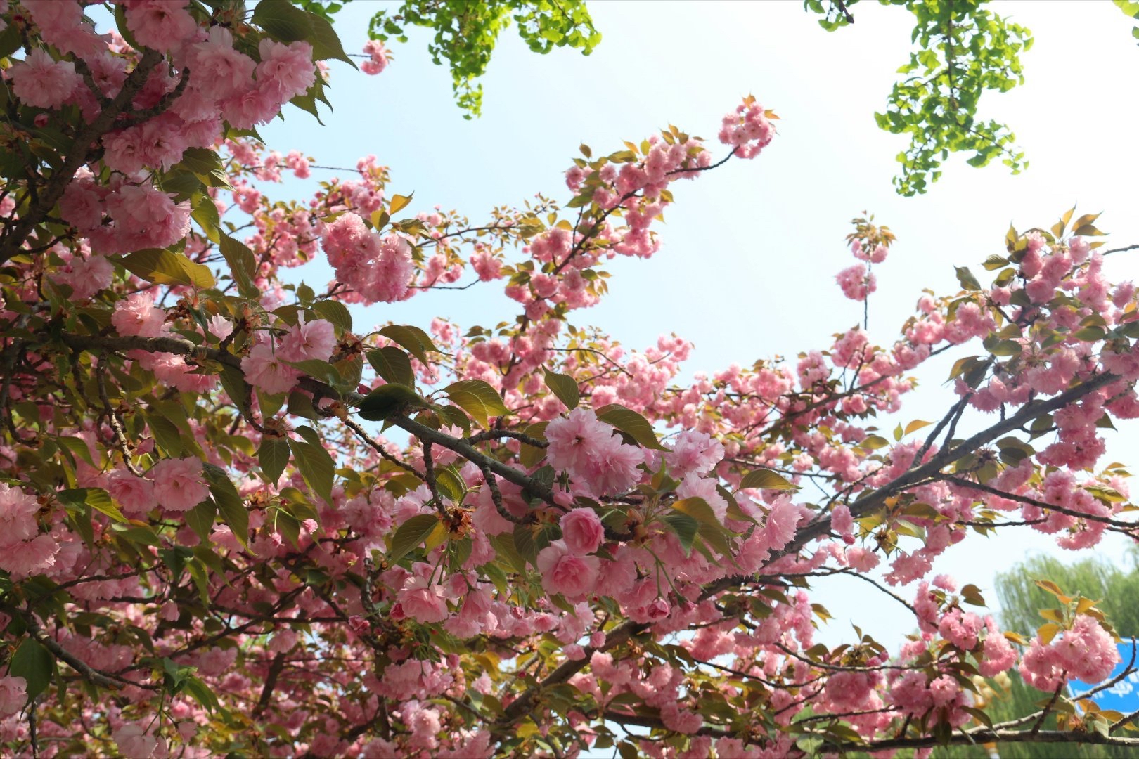 石家庄市高邑县中兴大街上的晚樱开花了，摇曳生姿，散发出淡淡清香。
