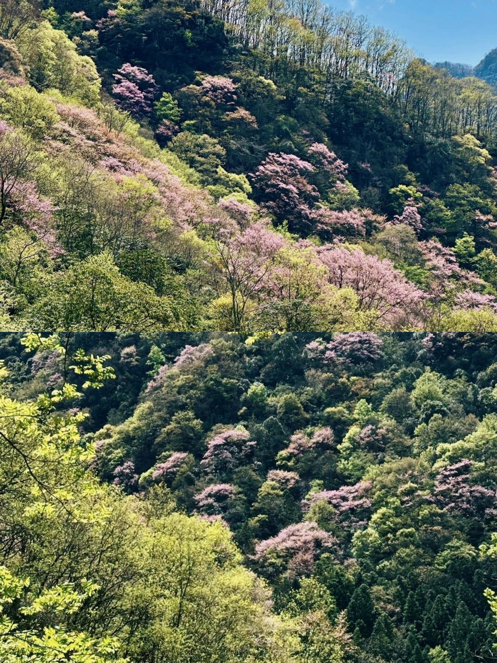 唐家河 |走进春天的紫荆花王国|