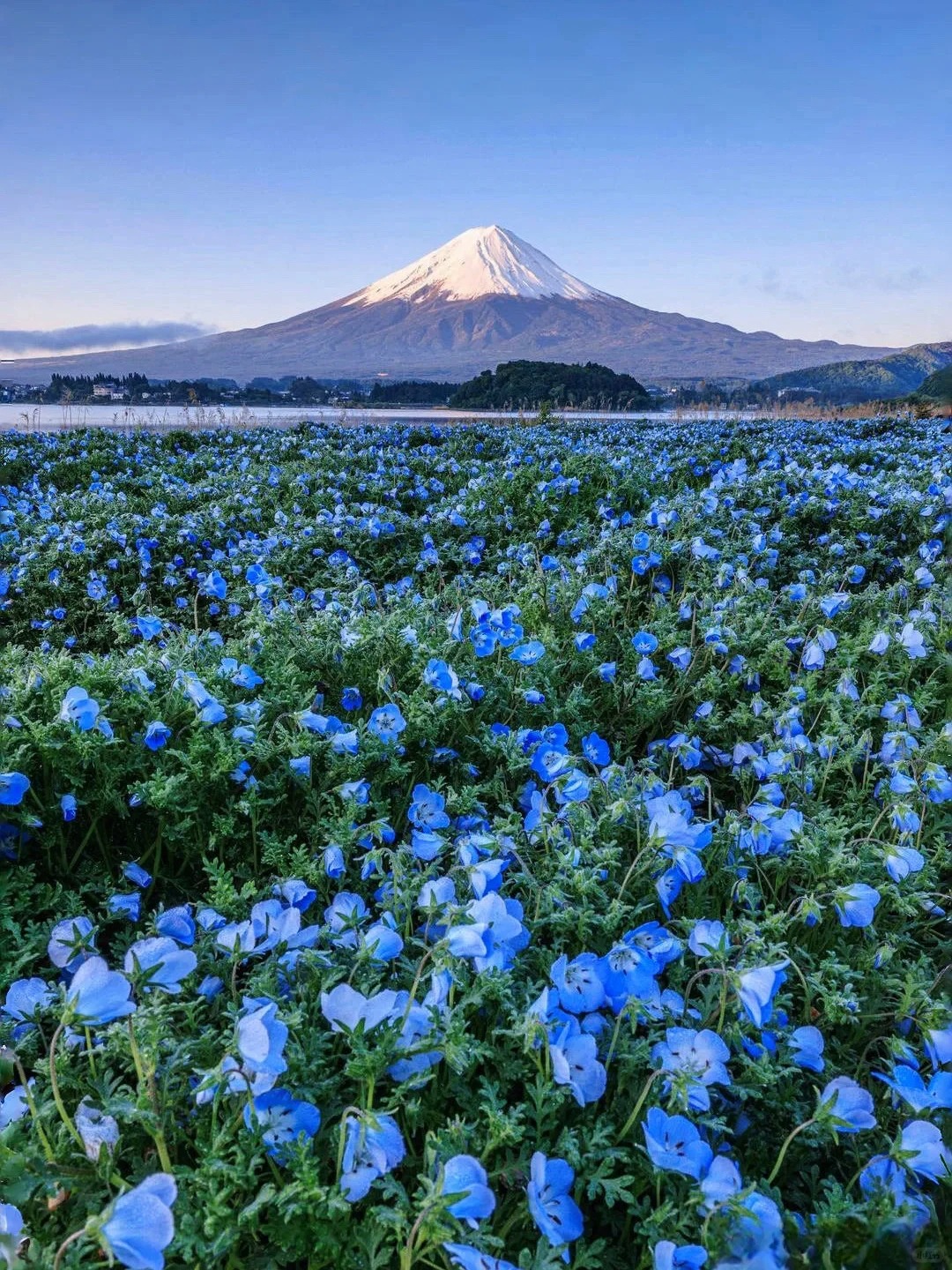 河口湖大石公园花期公布❗️富士山5月打卡