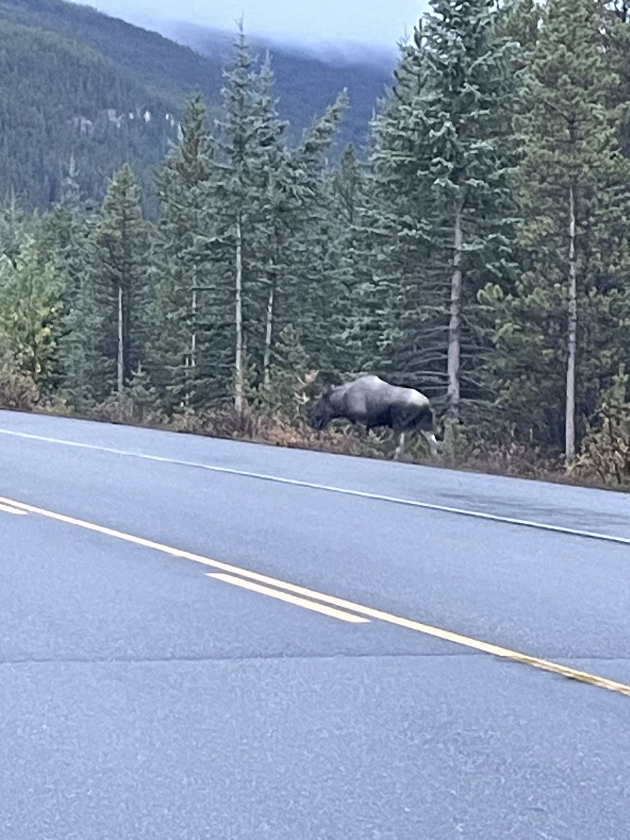 Moose 大家伙 北美驼鹿