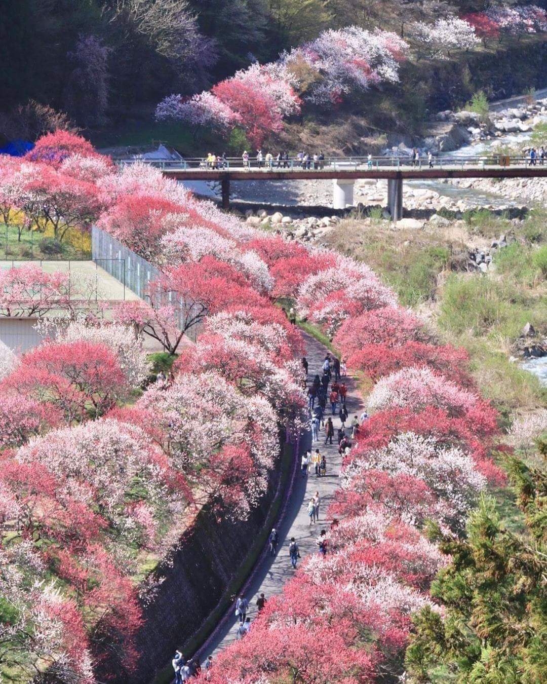 日本阿智村丨桃源之乡花桃的赏桃花攻略