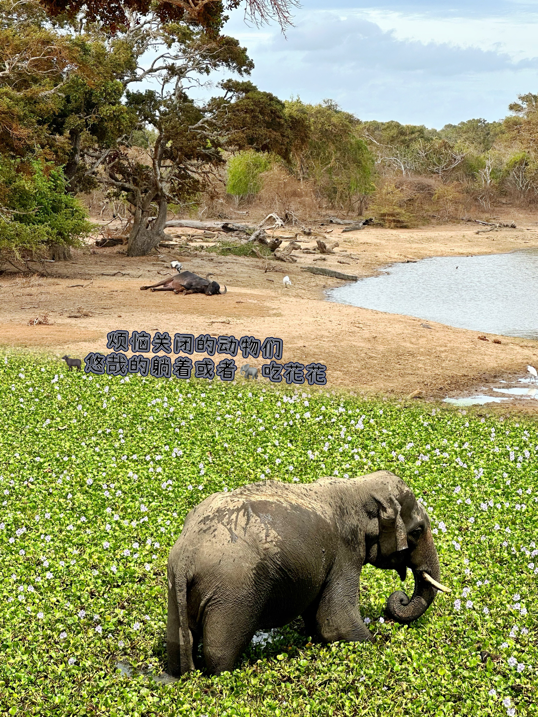 Calorian Restaurant餐厅图片