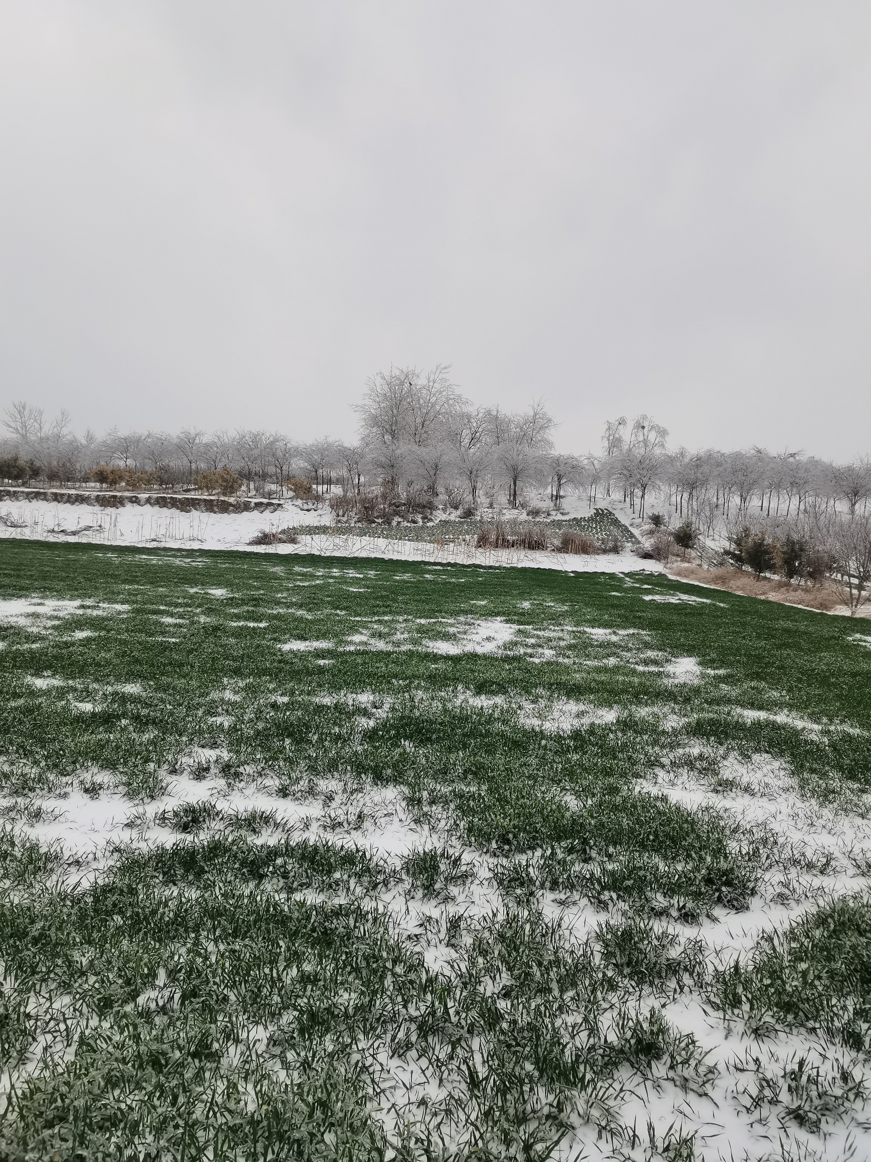 雪白的小麦草。。。。