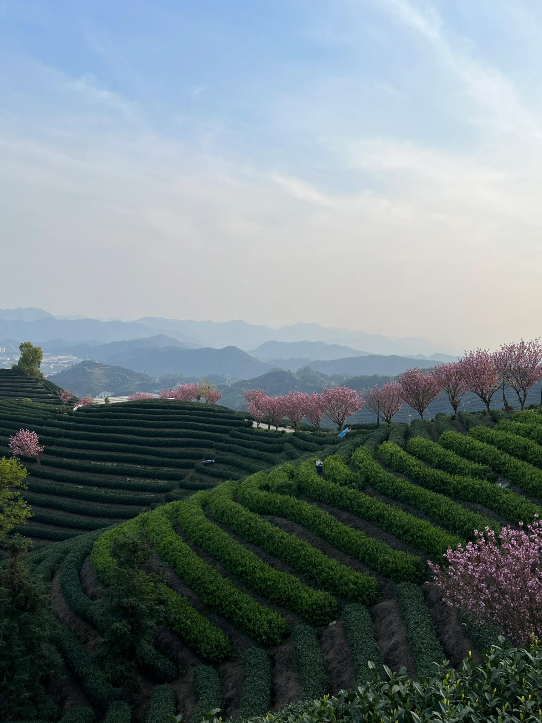 杭州富阳的拔山村，隐藏着一片如诗如画的春日胜景！与其去人山人海的钱塘湖，不如来富阳，这里的美丽与宁静