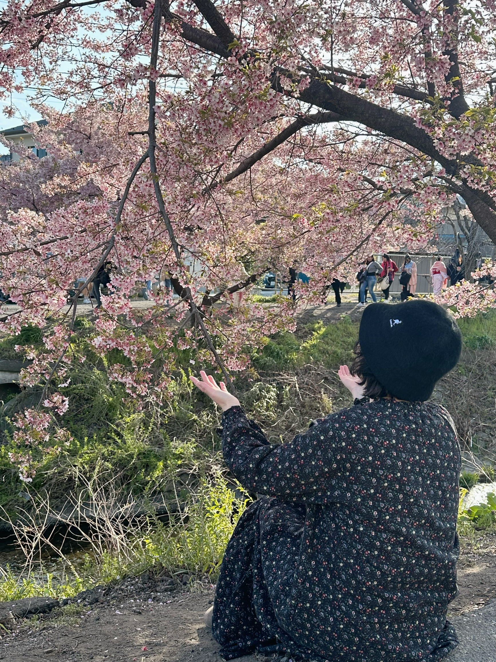 日本自由行赏樱花🌸