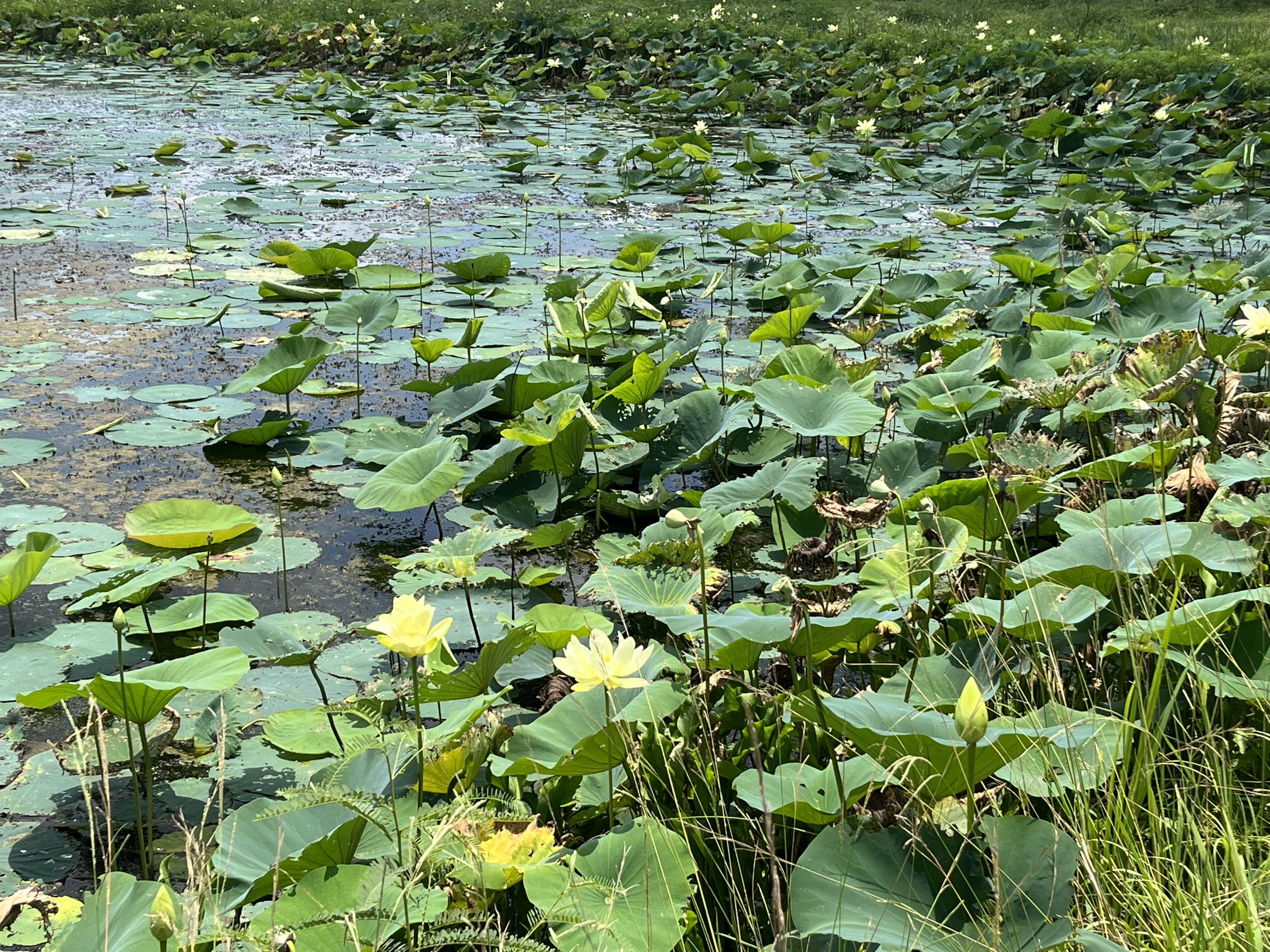 休斯顿鳄鱼公园