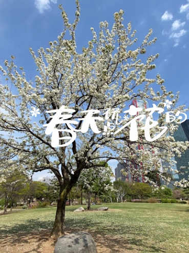 赏春日志：汝矣岛公园的花海漫步