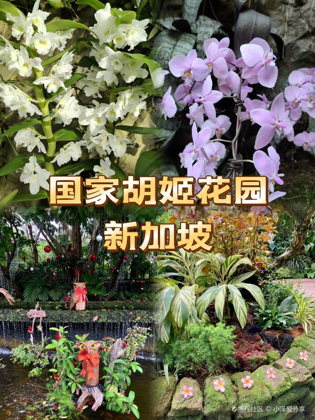 探秘新加坡国花——胡姬花园,感受热带花海的魅力!