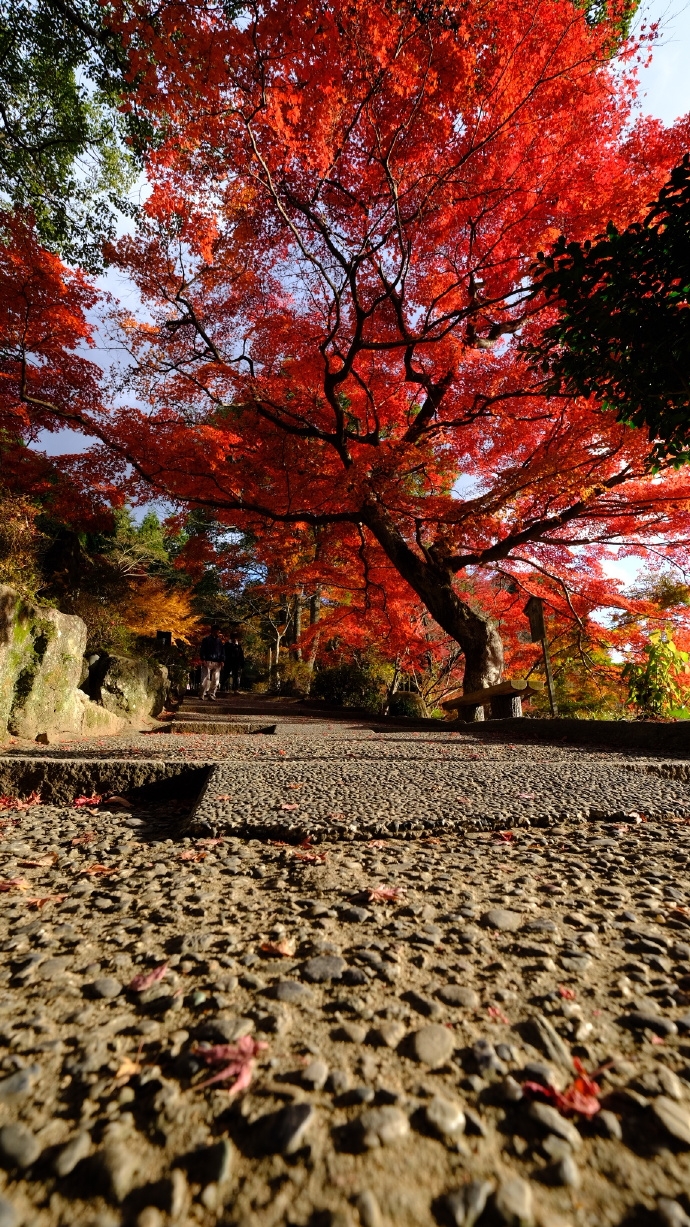 树树皆秋色，山山唯落晖原来秋天才是欣赏日本山口的正确姿势