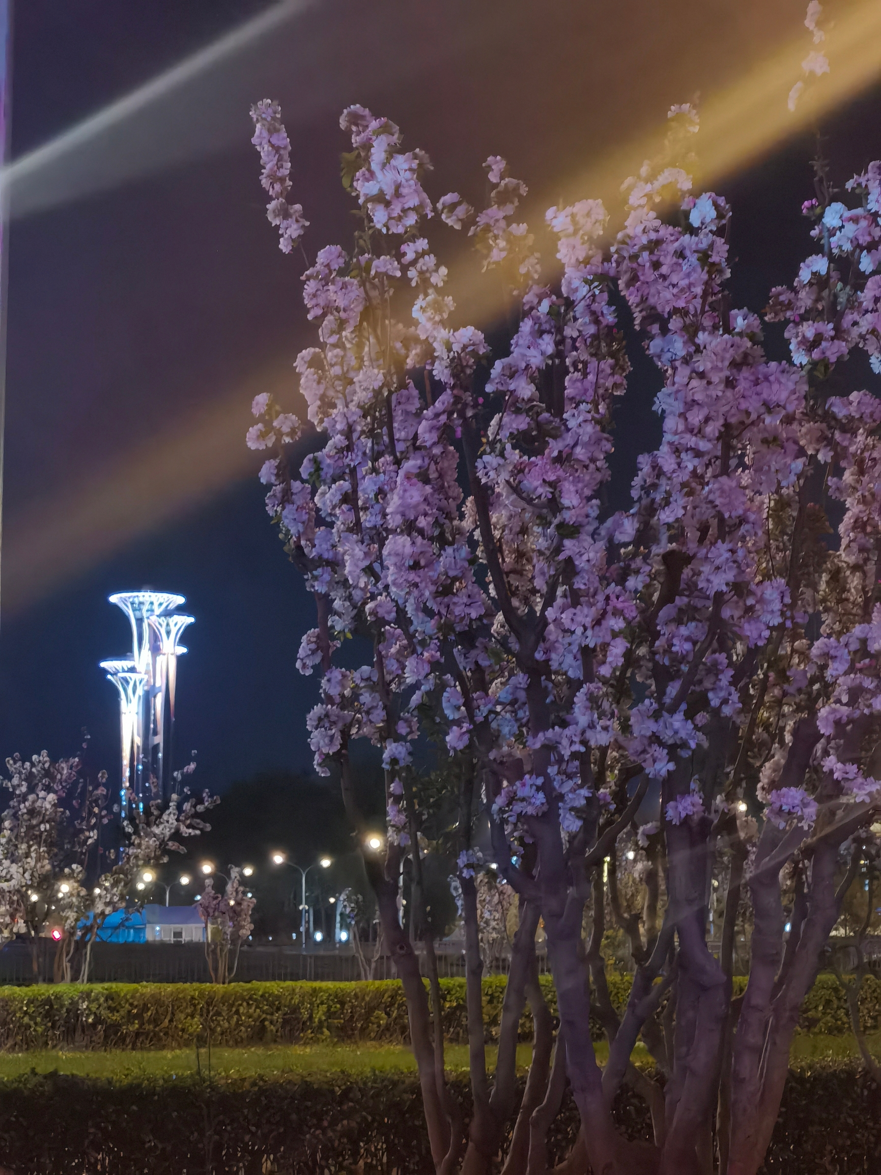 春日里的奥林匹克公园，为樱花与鸟巢水立方拍了亲密合影