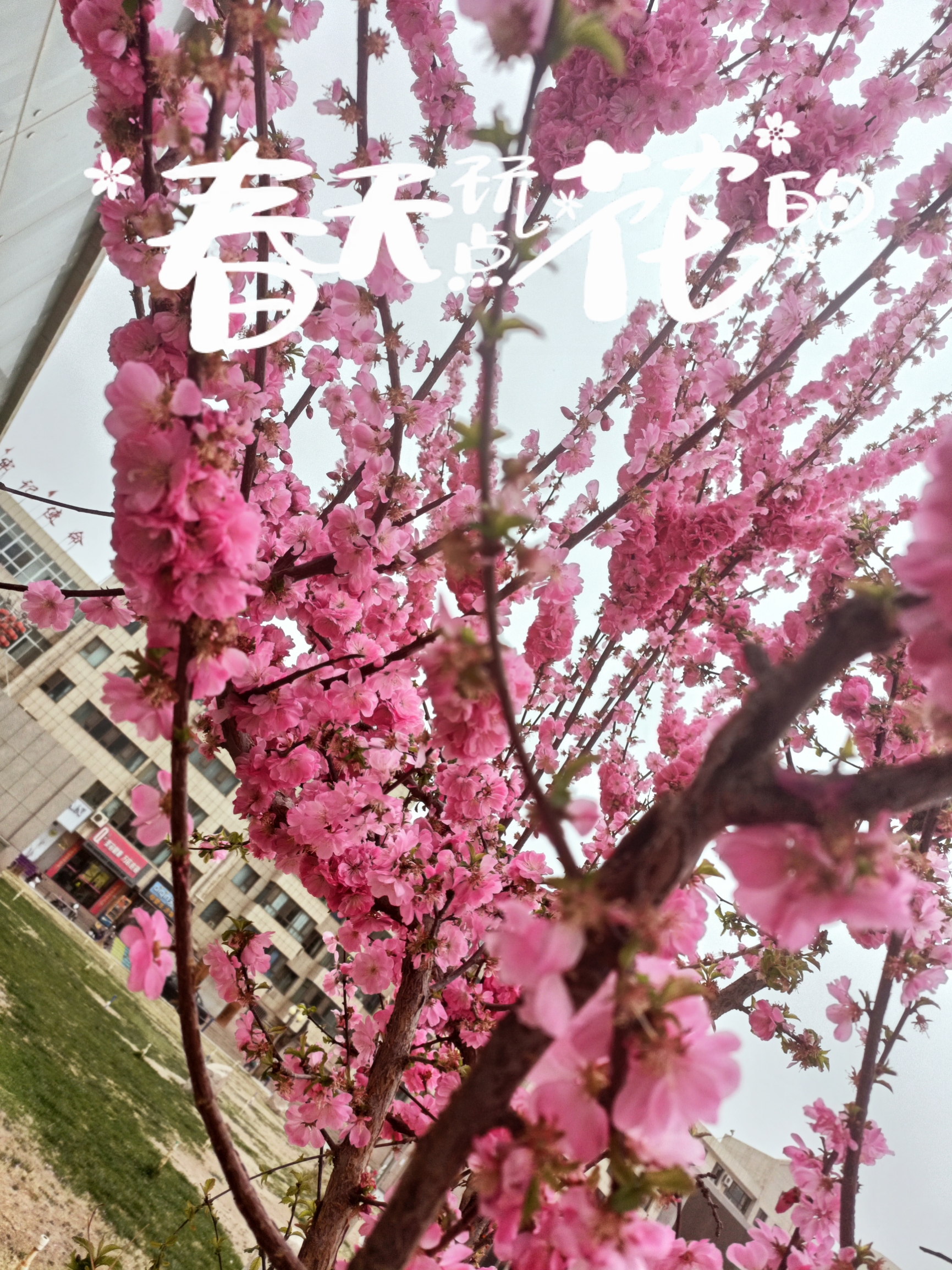 杏花在春季的温暖阳光中绽放，它的出现犹如一首优美的诗篇。那洁白如雪的花瓣在绿叶中若隐若现，使得整个春
