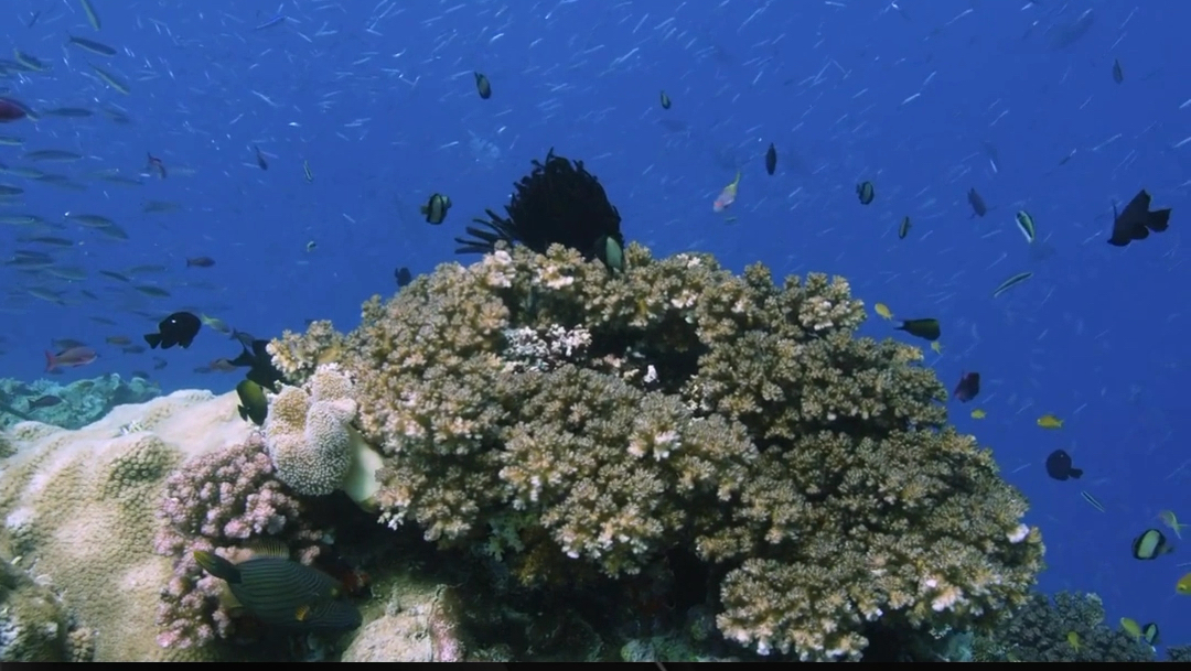 大堡礁潜水体验，与海洋生物亲密接触