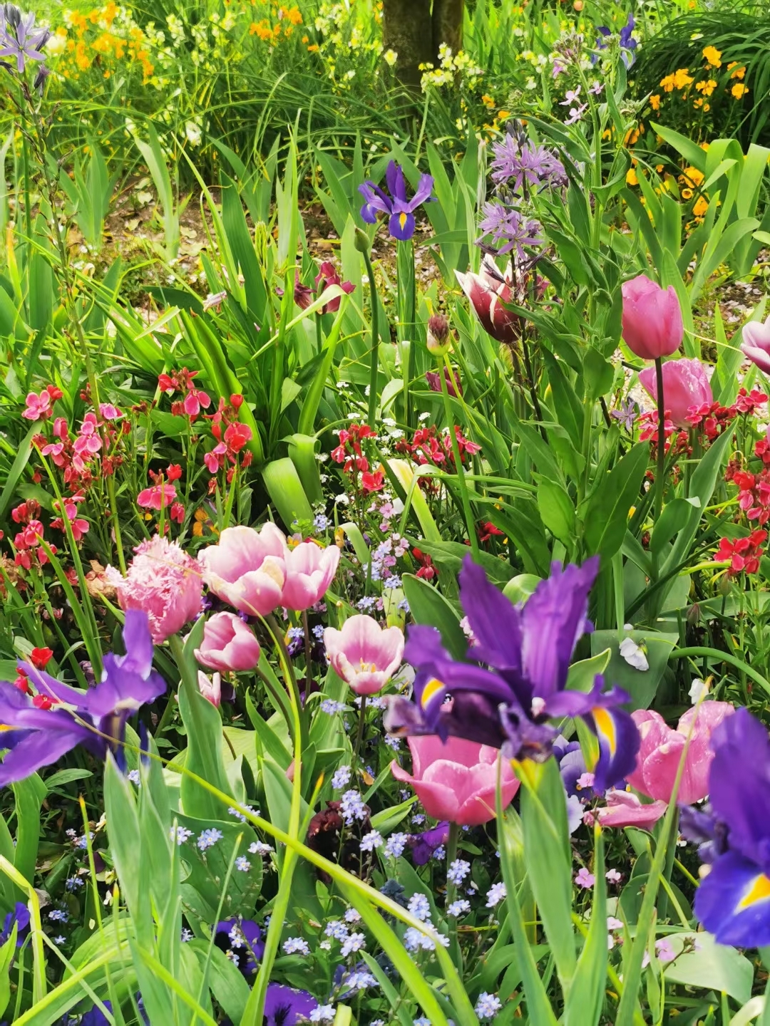 此处繁花 ​ ——吉维尼莫奈花园，五月花季
