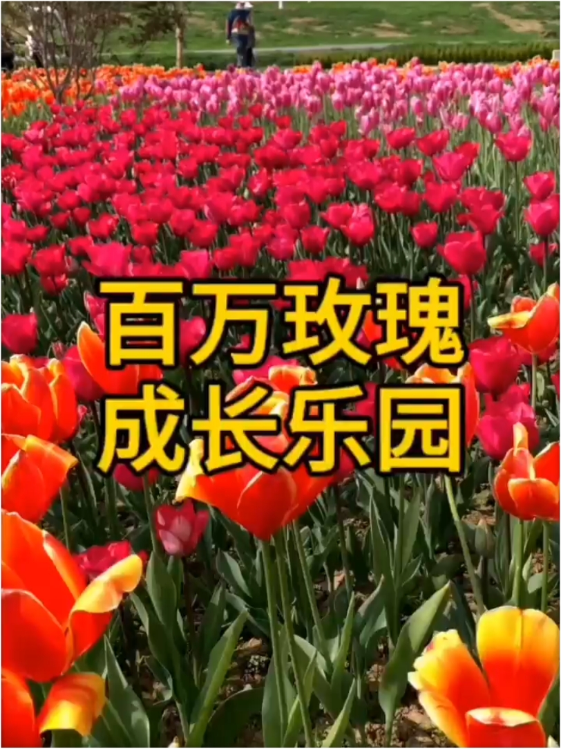 春天去看花——四川去看郁金香